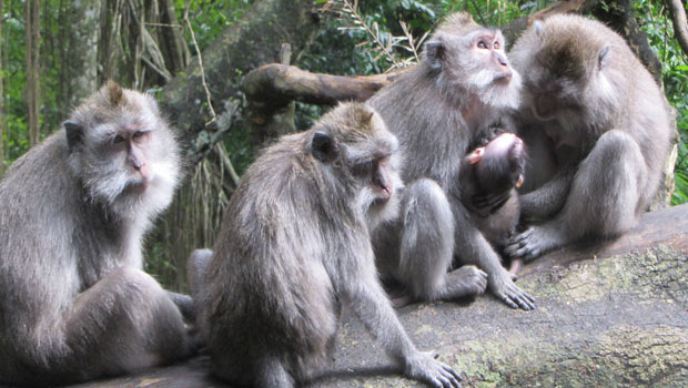 Ubud Monkey Forest Bali