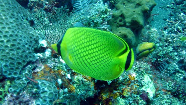 Snorkel Adventure In Tulamben, Bali